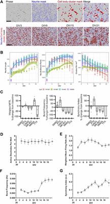 Longitudinal Characterization of Transcriptomic, Functional, and Morphological Features in Human iPSC-Derived Neurons and Their Application to Investigate Translational Progranulin Disease Biology